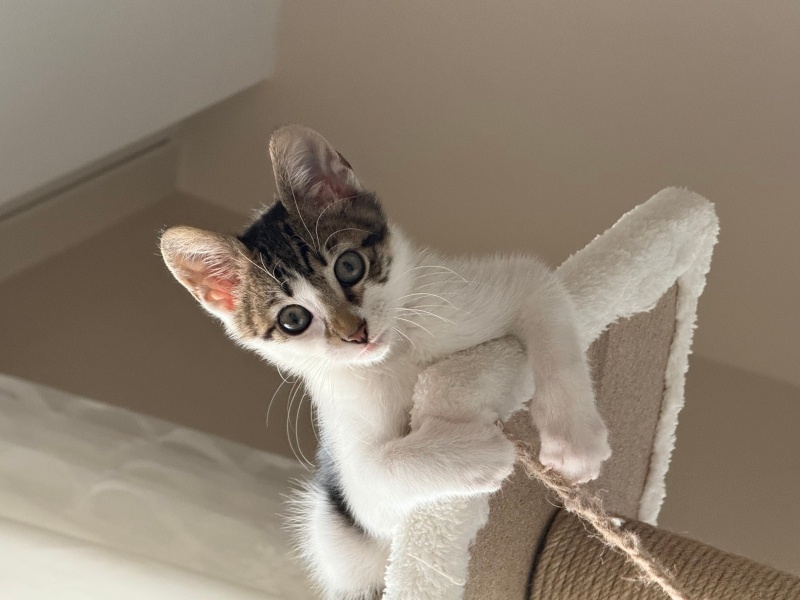 Tekir Kedi, Kedi  Bozkır fotoğrafı