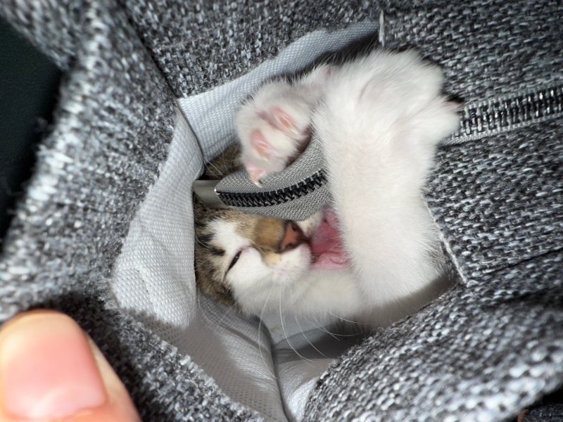 Tekir Kedi, Kedi  Bozkır fotoğrafı