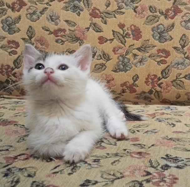 Tekir Kedi, Kedi  percival şesu fotoğrafı