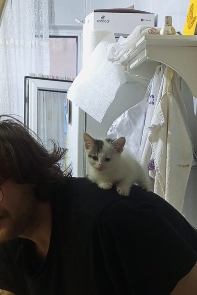 Tekir Kedi, Kedi  percival şesu fotoğrafı
