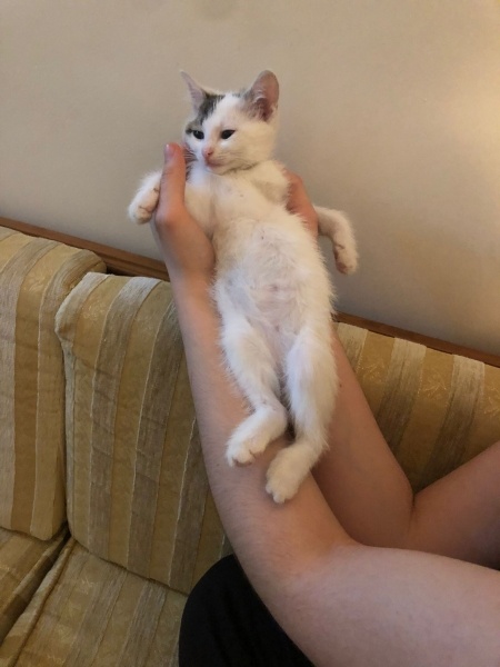 Tekir Kedi, Kedi  percival şesu fotoğrafı