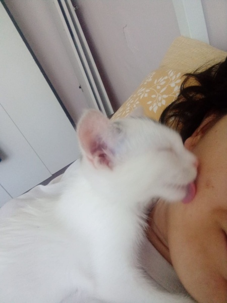 Tekir Kedi, Kedi  percival şesu fotoğrafı