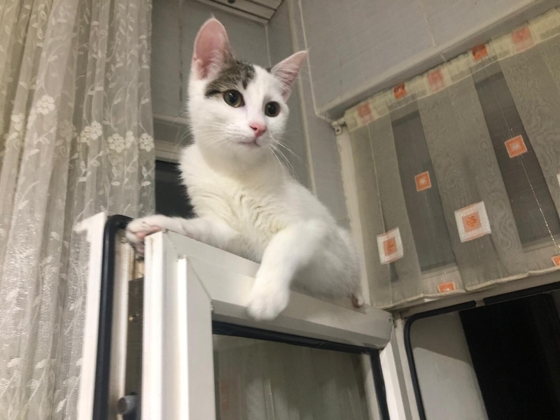 Tekir Kedi, Kedi  perceval şesu fotoğrafı