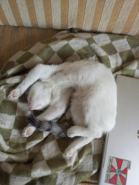 Tekir Kedi, Kedi  perceval şesu fotoğrafı