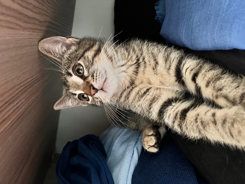 Tekir Kedi, Kedi  miniş fotoğrafı