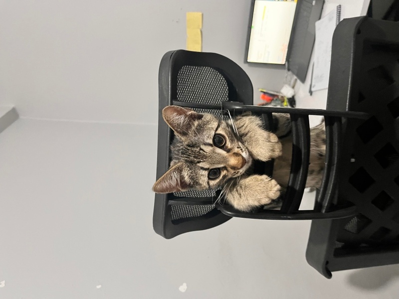 Tekir Kedi, Kedi  miniş fotoğrafı