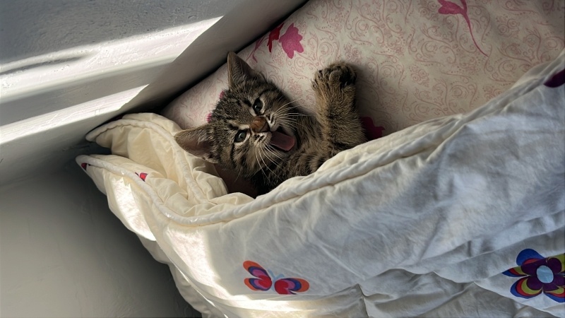 Tekir Kedi, Kedi  miniş fotoğrafı