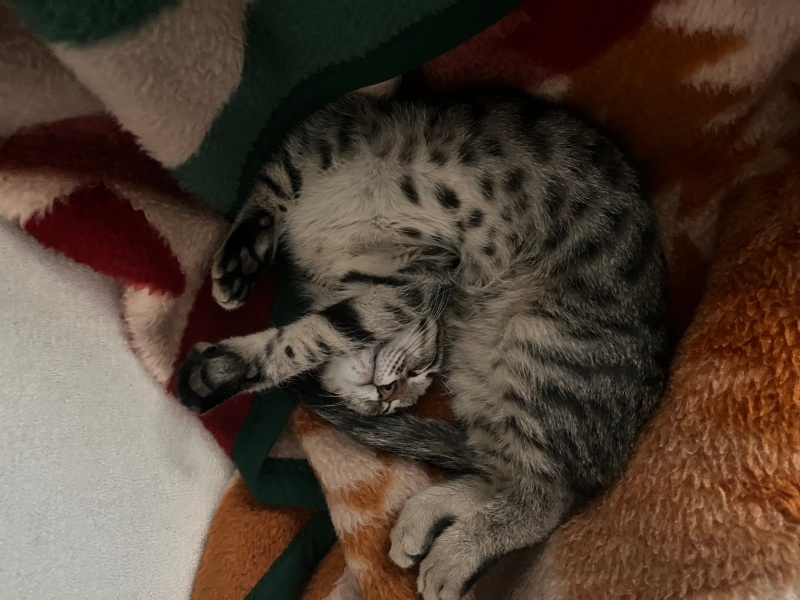 Tekir Kedi, Kedi  miniş fotoğrafı