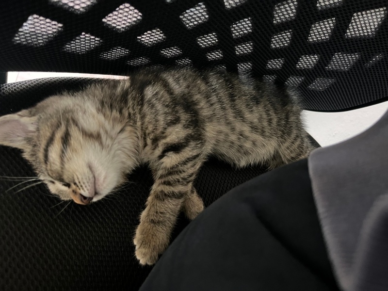 Tekir Kedi, Kedi  miniş fotoğrafı
