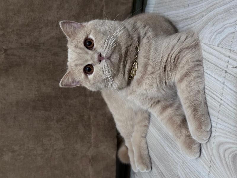 British Shorthair, Kedi  Leo fotoğrafı