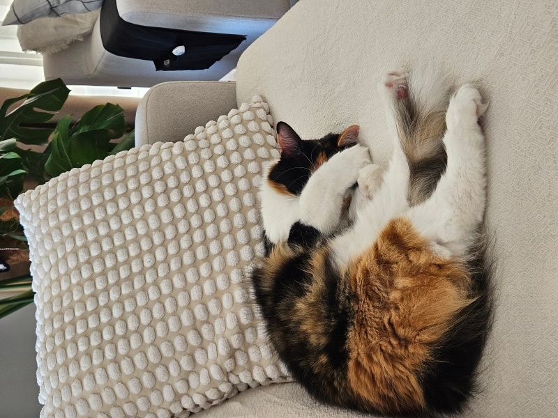 Tekir Kedi, Kedi  Leydi fotoğrafı