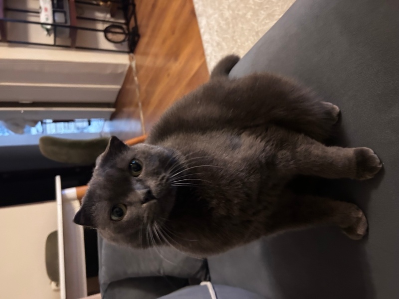 Scottish Fold, Kedi  Paşa fotoğrafı