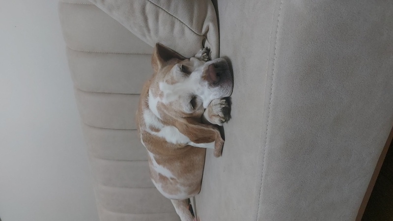 Beagle, Köpek  Bella fotoğrafı