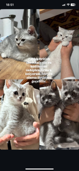 British Shorthair, Kedi  Yavru fotoğrafı