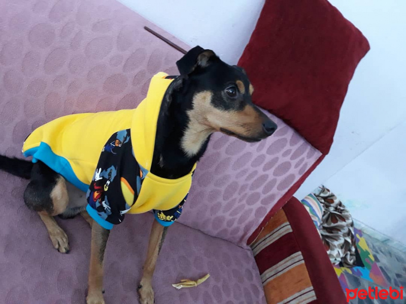 Minyatür Pinscher, Köpek  Zeytin fotoğrafı