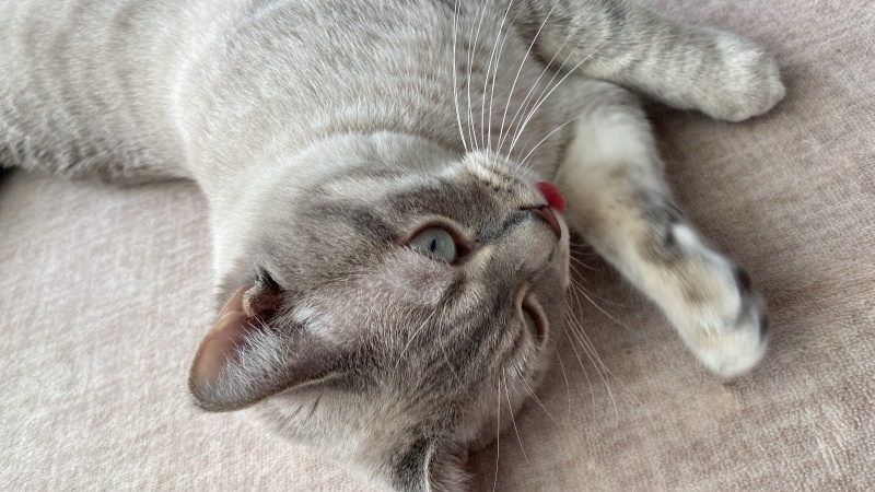 American Shorthair, Kedi  Hanife fotoğrafı