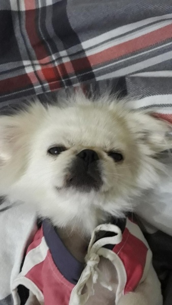 Pekingese, Köpek  Alice fotoğrafı
