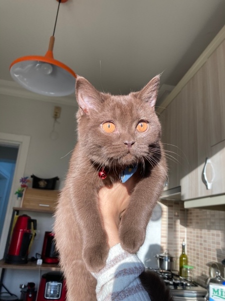 British Shorthair, Kedi  Çokomel fotoğrafı