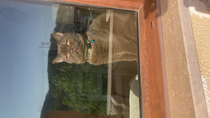 British Shorthair, Kedi  Çokomel fotoğrafı