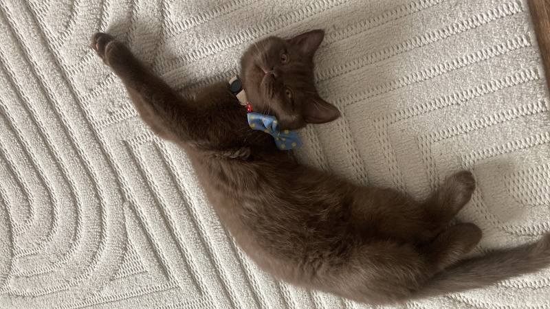 British Shorthair, Kedi  Çokomel fotoğrafı