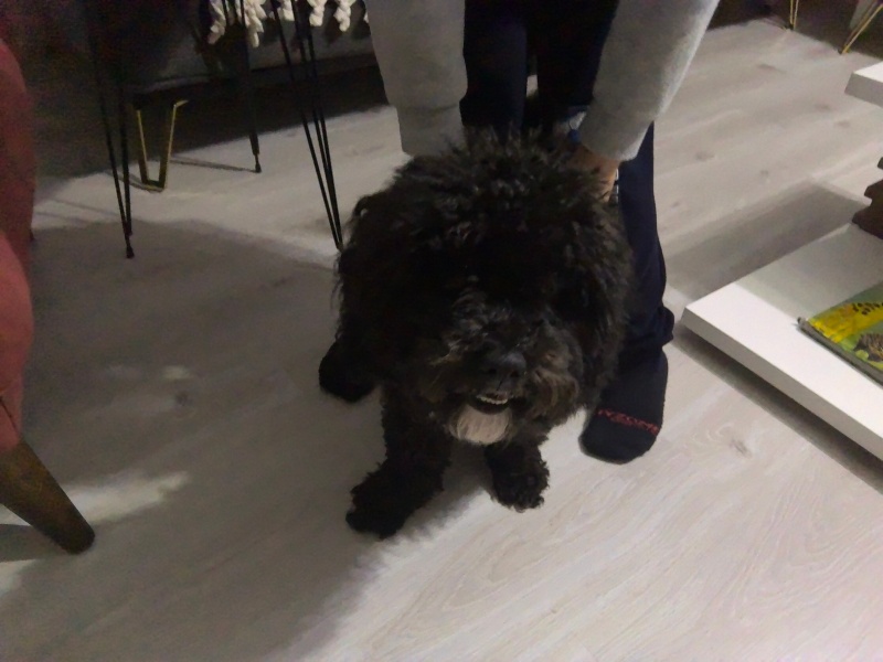 Poodle(Standart Kaniş), Köpek  Gölge fotoğrafı
