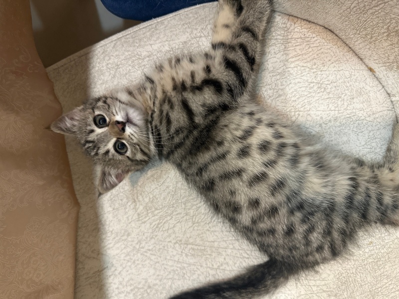Tekir Kedi, Kedi  Yok fotoğrafı
