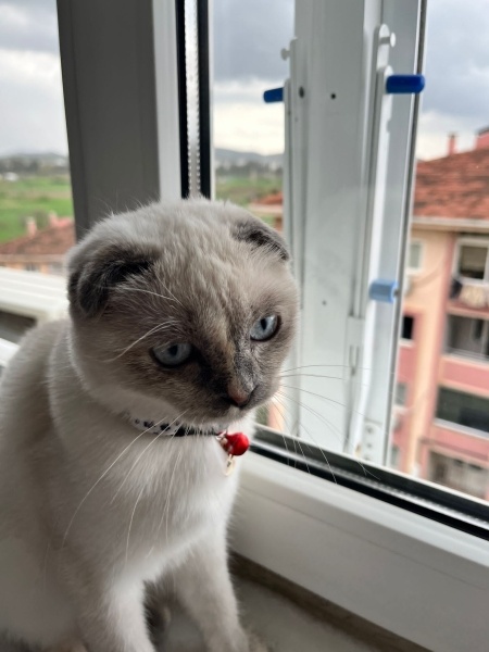 Siyam Kedisi, Kedi  Şeker fotoğrafı