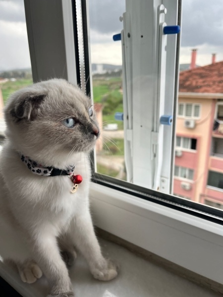 Siyam Kedisi, Kedi  Şeker fotoğrafı