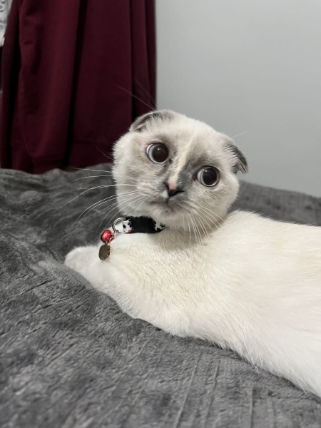 Siyam Kedisi, Kedi  Şeker fotoğrafı