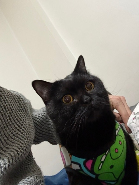 British Shorthair, Kedi  Şişko fotoğrafı