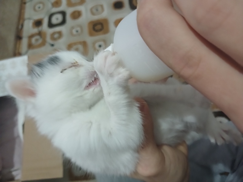 Tekir Kedi, Kedi  Pamuk fotoğrafı