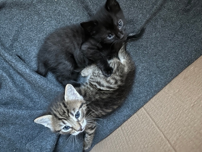 Tekir Kedi, Kedi  Gecem fotoğrafı