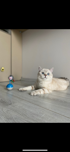 British Shorthair, Kedi  Hera fotoğrafı