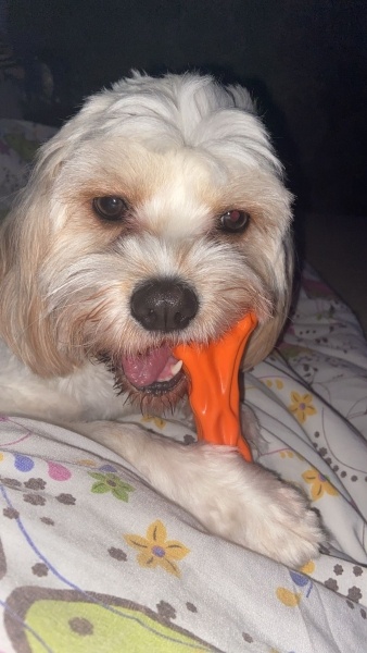 Maltese, Köpek  Pamuk fotoğrafı