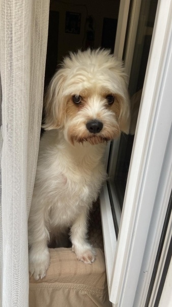 Maltese, Köpek  Pamuk fotoğrafı