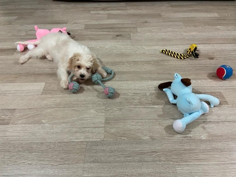 Maltese, Köpek  Pamuk fotoğrafı
