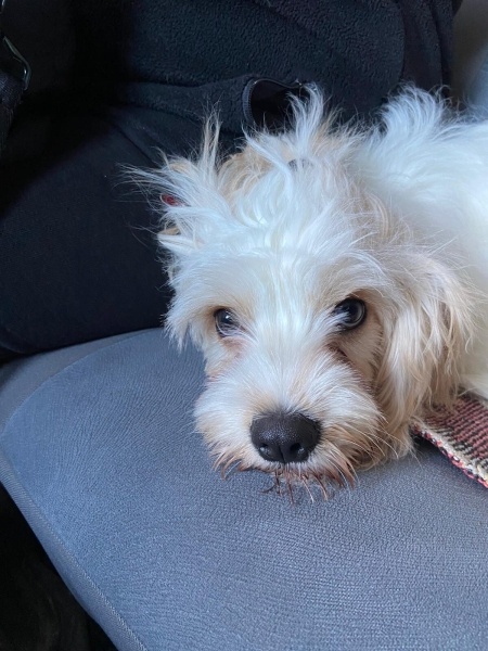 Maltese, Köpek  Pamuk fotoğrafı