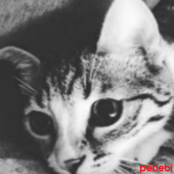 Tekir Kedi, Kedi  Maya fotoğrafı