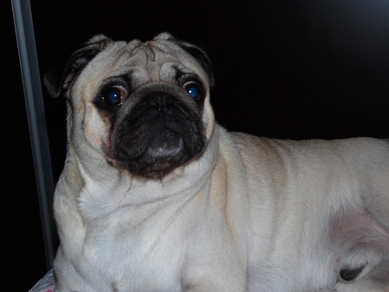 Pug, Köpek  Cesur fotoğrafı