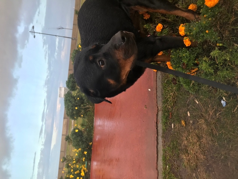 Rottweiler, Köpek  Petra fotoğrafı
