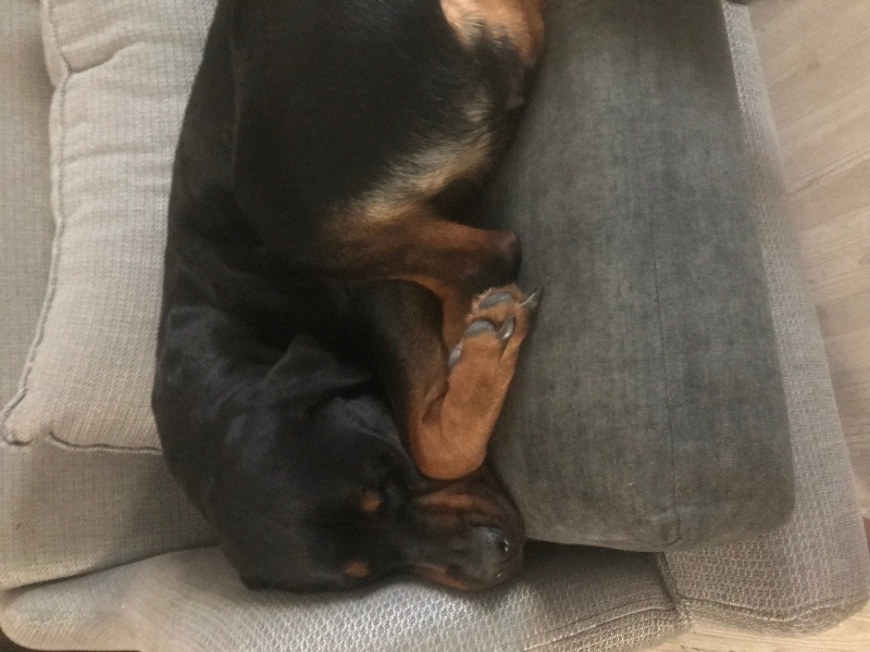 Rottweiler, Köpek  Petra fotoğrafı
