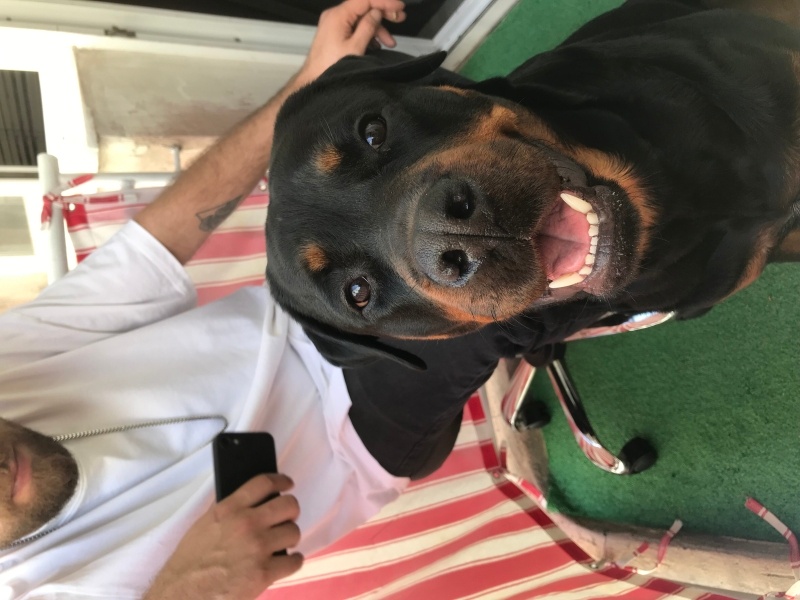 Rottweiler, Köpek  Petra fotoğrafı