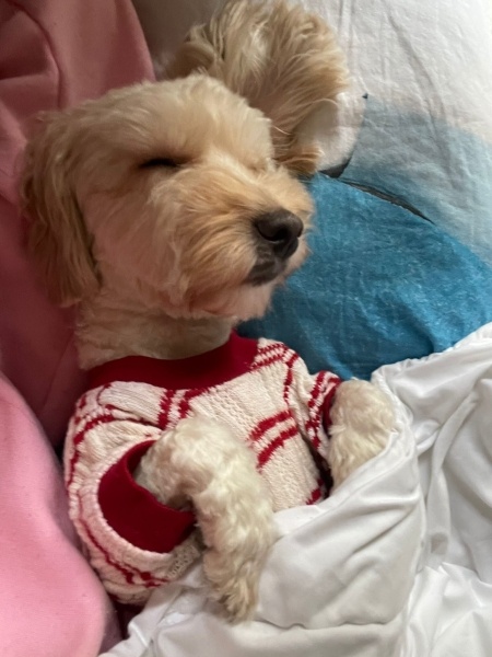 Maltese, Köpek  LİLİ fotoğrafı