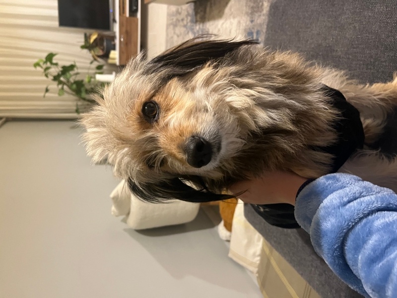 Maltese, Köpek  Suzi fotoğrafı