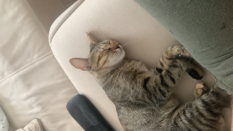 Tekir Kedi, Kedi  Yumoş fotoğrafı