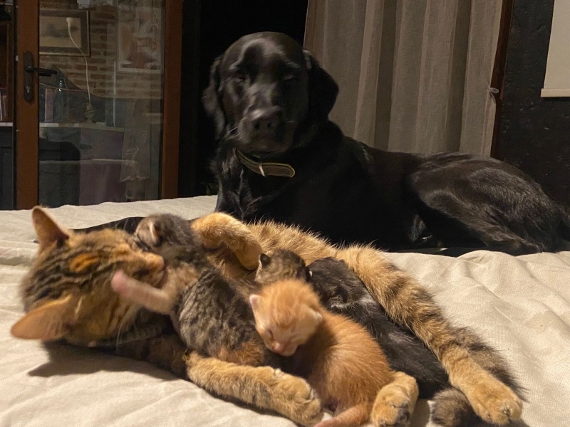 Tekir Kedi, Kedi  YANNİLER fotoğrafı