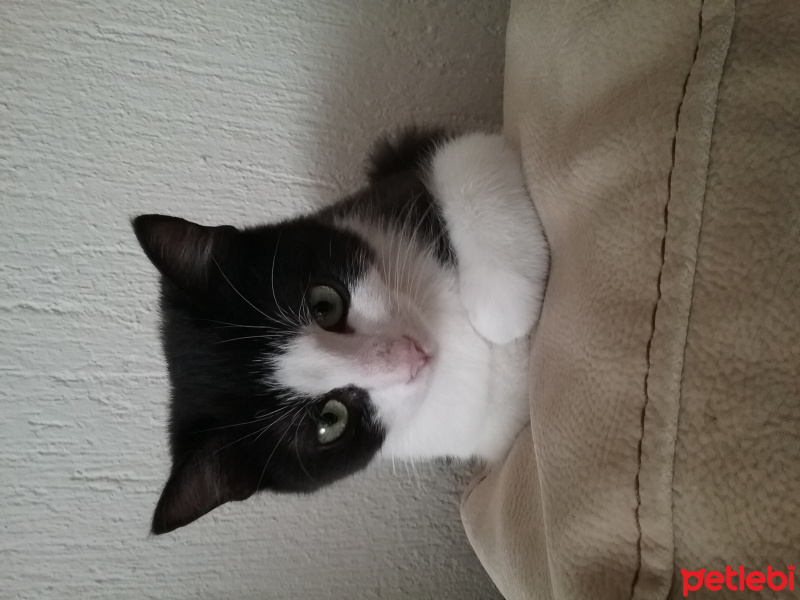 Tekir Kedi, Kedi  Ganja fotoğrafı
