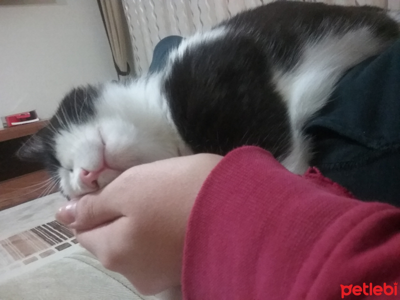 Tekir Kedi, Kedi  Ganja fotoğrafı