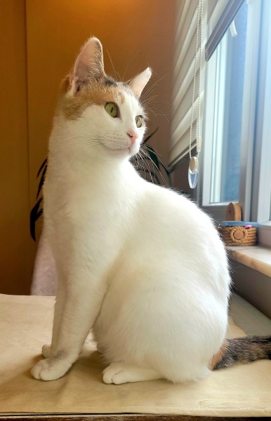 Tekir Kedi, Kedi  pati fotoğrafı