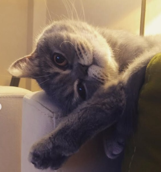 Brazilian Shorthair, Kedi  Bonny fotoğrafı
